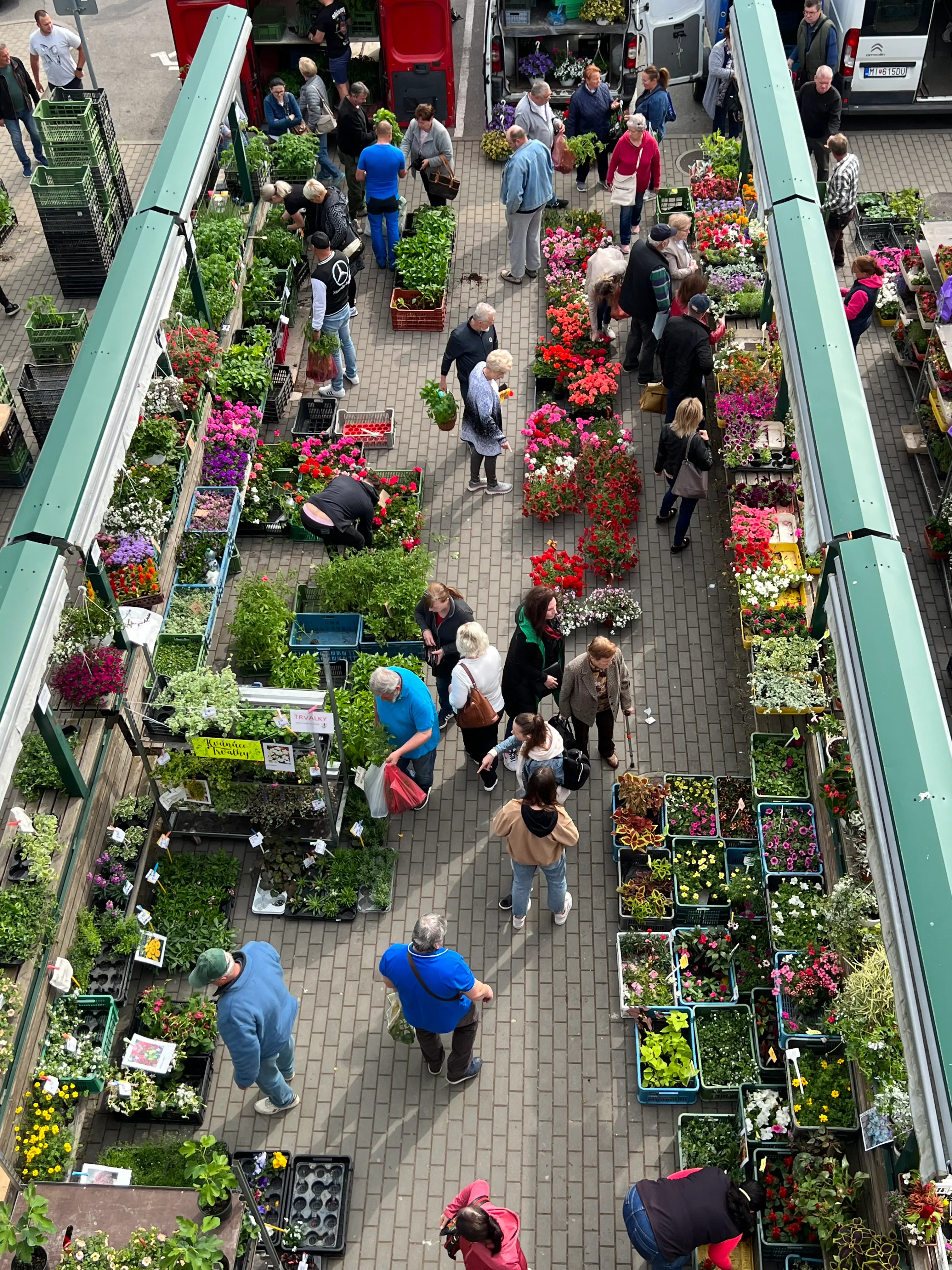 Tržnica Michalovce – dušičkové kvety vo farmárskej časti
